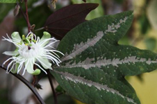 Passiflora_Trifasciata